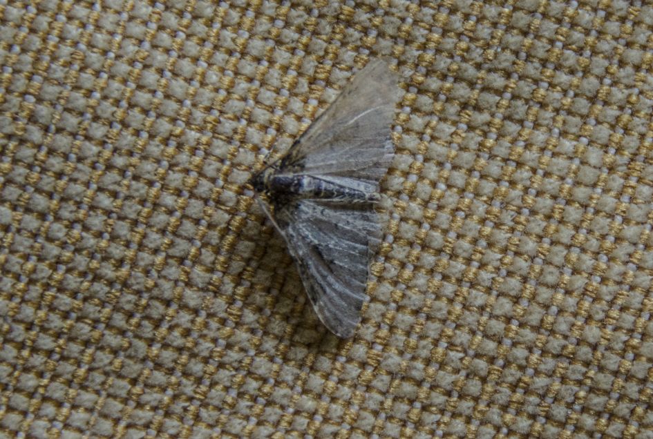 Onbekende nachtvlinder